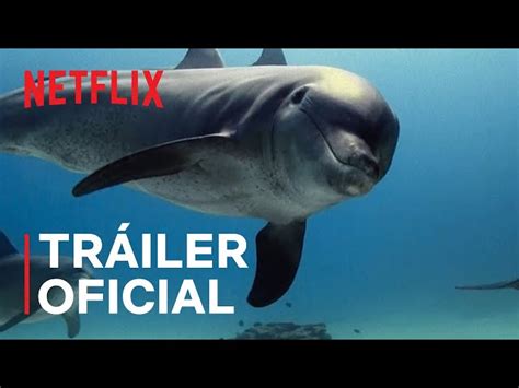 ¿qué Le Pasó Al Rey De Los Delfines Se Estrena En Netflix El 25de