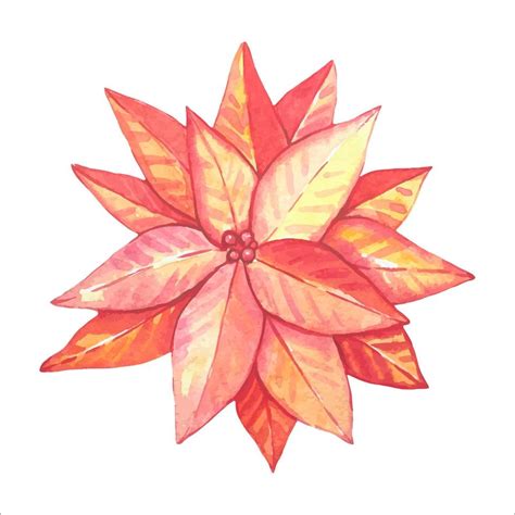 Watercolor poinsettia isolated 13369598 Vector Art at Vecteezy