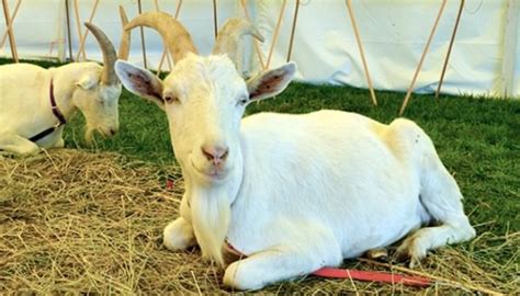 Most Popular Goat Breeds