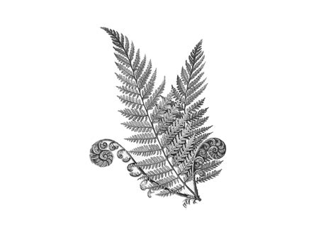 drawing a fern 7