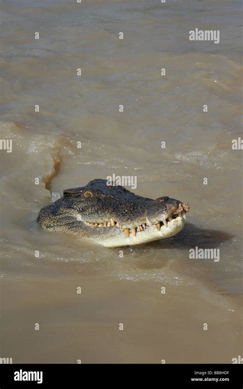 Saltwater Crocodile, Australia Stock Photo - Alamy