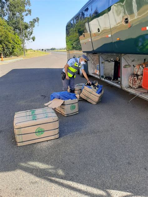 Passageira de ônibus é presa ao ser flagrada tijolos de maconha