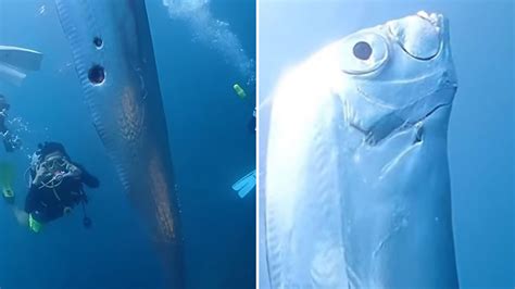 Diver Records The Eerie Moment They Come Face To Face With A Massive