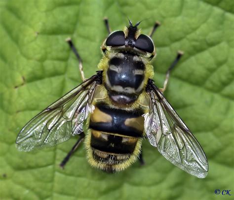 Totenkopfschwebfliege Myathropa Florea Ngid Flickr