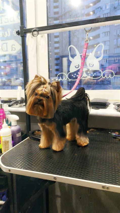 Yorkie haircuts and Yorkie haircuts: beauty and health! - V.O.G DOG