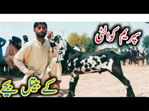 Bakra Mandi Sahiwal Betal Nagra Bareedar Bachy Naveed Khan Goats Farm