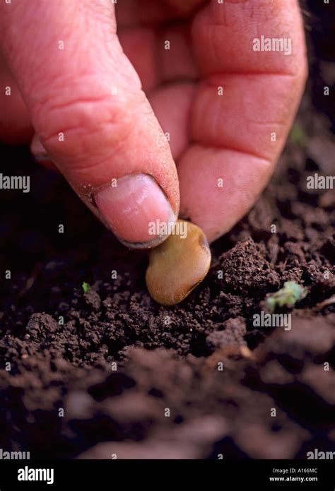 Gardener Planting Broad Beans Vicia Faba England UK Stock Photo Alamy