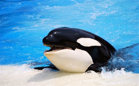 Killer Whale Shows At Seaworld In San Diego Will End By 2017