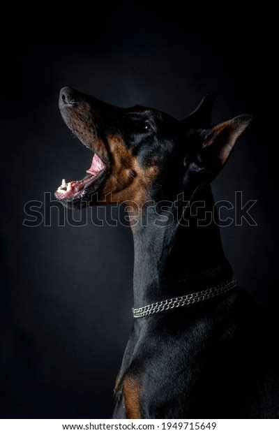 Dobermann Studio Black Background Stock Photo Shutterstock