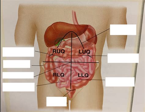 EMT 2021- Abdominal Quadrants Diagram | Quizlet