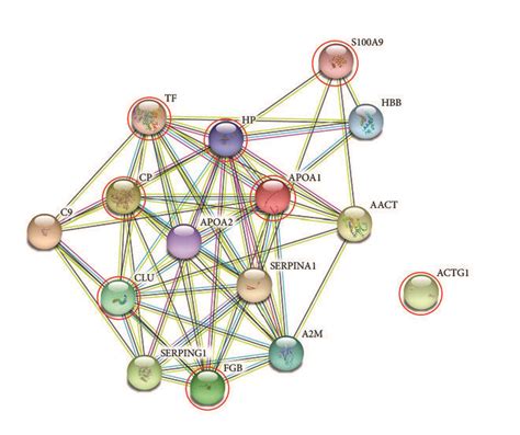 Glycoproteins By Differential Lectin Binding In Mcn And Scn A