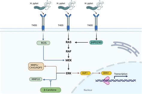 Helicobacter Pylori Regulates Stomach Diseases By Activating Cell