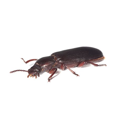 Confused Flour Beetle Identification, Habitat & Info | Garrie Pest Control