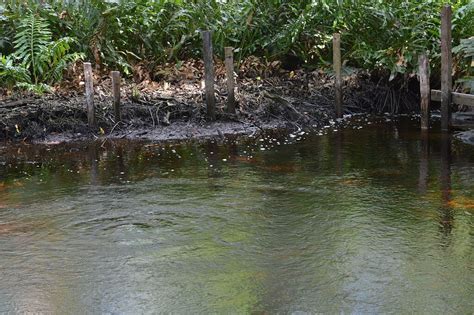 Ría Celestún: A Sanctuary of Biodiversity and Sustainable Development ...