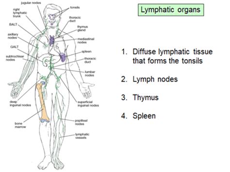 Histo Lymphatic Tissue Exam 2 Flashcards Quizlet