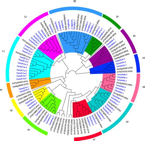 Phylogenetic Tree Obtained For The Heat Shock Transcription Factor