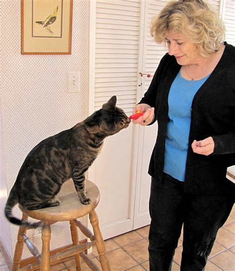 How to Train a Cat Using Clicker Training - Catster