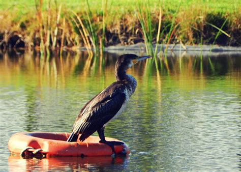 Great Cormorant Corvo Marinho De Faces Brancas Project Noah