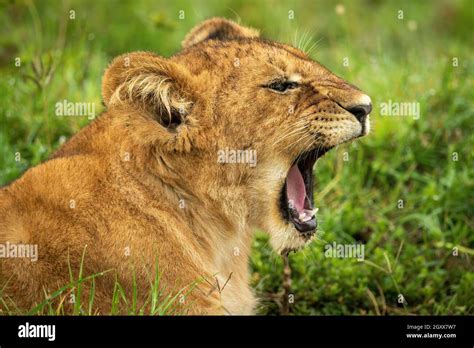 Close Up Of Lion Cub Lying Down Yawning Stock Photo Alamy