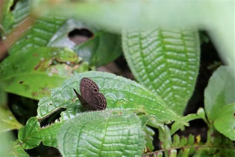 Butterflies From RN La Isla Escondida Orito Putumayo On February 17