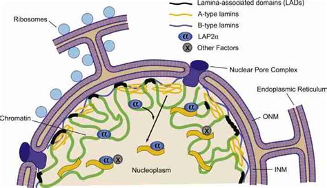 LAP2α facilitates translocation of A type lamins to the nucleoplasm