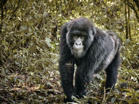 Mountain Gorilla Behavior - Volcanoes National Park Rwanda