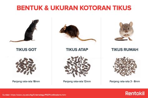 Jenis Tikus Besar Sinau