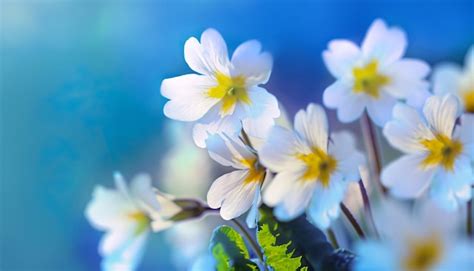 Premium Photo White Spring Primroses On A Blue Background Soft Focus