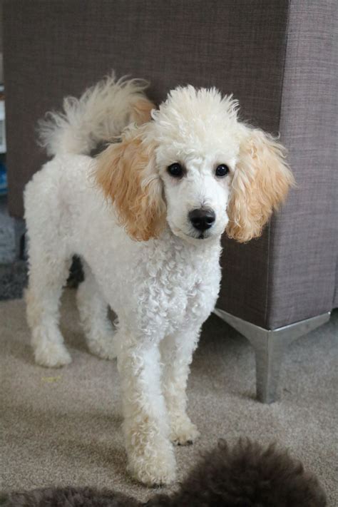 Cream Miniature Poodle Poodle Miniature Poodle Animals