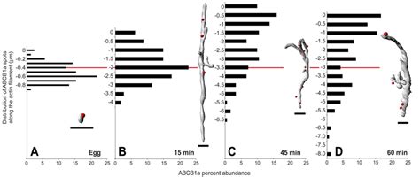 Three Dimensional Analysis Of ABCB1a Dispersal Relative To F Actin