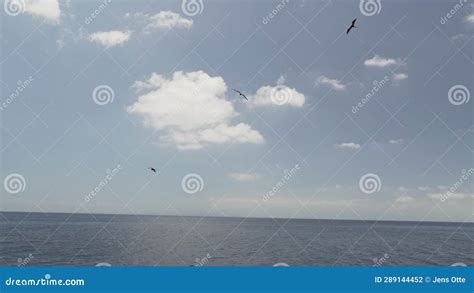 Magnificent Frigatebird Fregata Magnificens A Big Black Sea Bird With