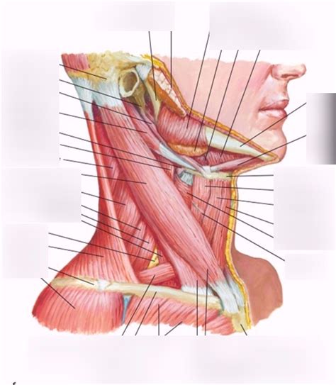 Neck Muscles 1 Diagram Quizlet