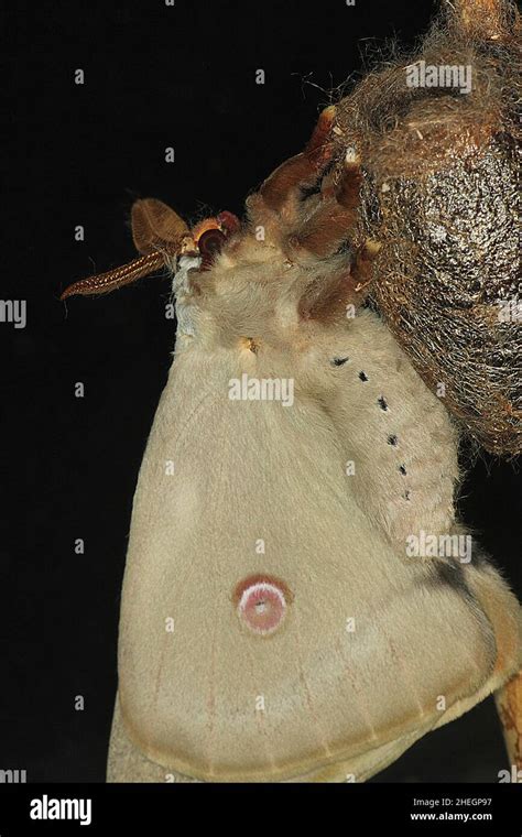 Emperor Gum Moth Opodiphthera Eucalypti Emerging From Cocoon Stock