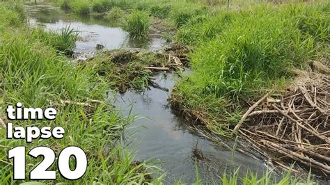 Manual Beaver Dam Removal No 120 Time Lapse Version YouTube