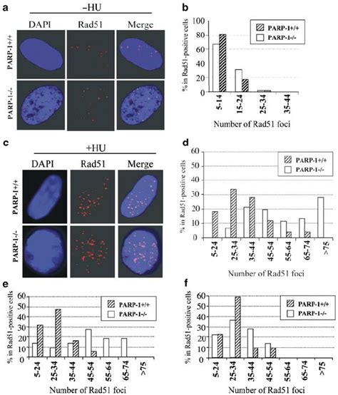 Enhanced Rad Foci Formation In Response To Replication Damage In