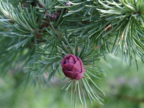 Larix Laricina Pinaceae Image 58624 At PhytoImages Siu Edu