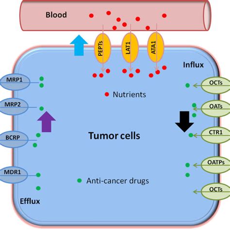 Schematic Model Of Development Of Anticancer Drug Resistance Due To