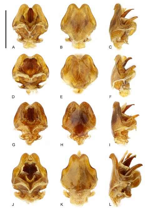 Aedeagus Dorsal Ventral And Lateral Views A C Discodon Tricolor