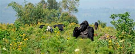 Virunga National Park – world of Tarzan | DinoAnimals.com