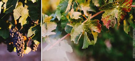 Bent Creek Winery | Livermore | Wedding | Allison + Jordan - San Francisco Wedding Photographer ...