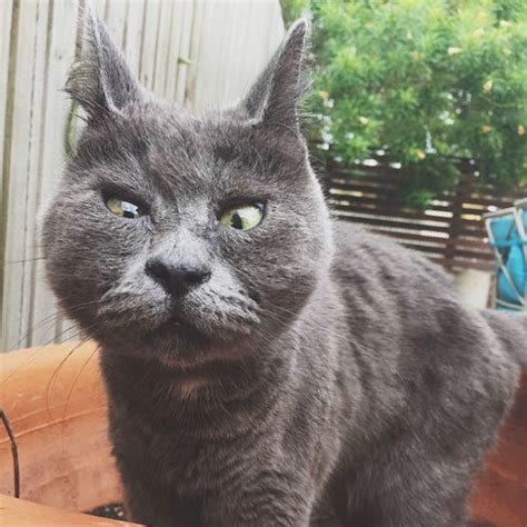 Meet Kevin The Cat That Always Looks Surprised