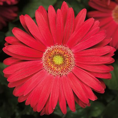 Gerbera Jamesonii Jaguar™ Deep Rose Imp Gerbera Daisy From Garden