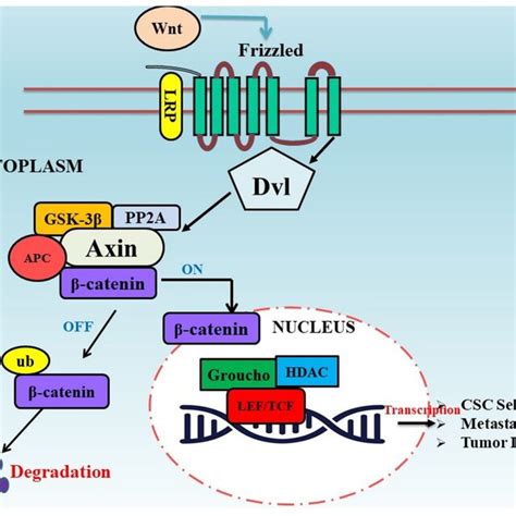 Wnt β Catenin Signaling Pathway In Tumor Progression The Download