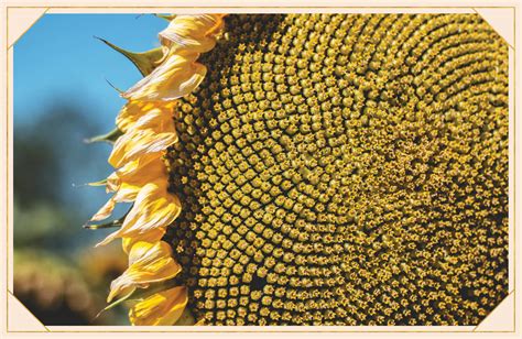 16 Sunflower Facts That Are So Sweet ProFlowers Blog