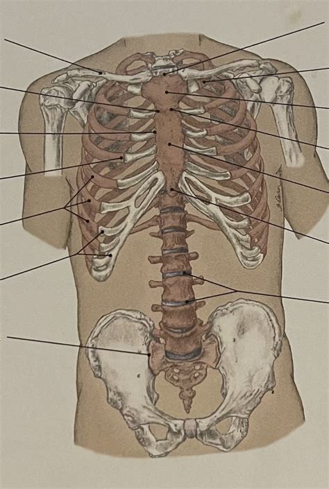 Body Landmarks Of The Spine And Thorax Diagram Quizlet