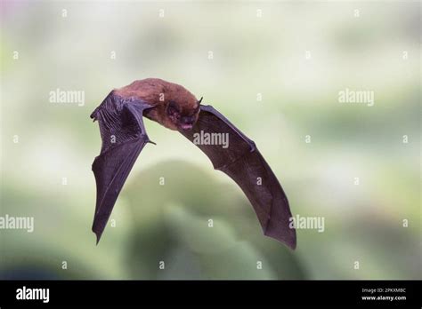 Common pipistrelle y Stock Photo - Alamy