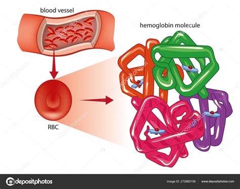 Red Blood Cell And Hemoglobin Molecule Stock Vector By Lukaves