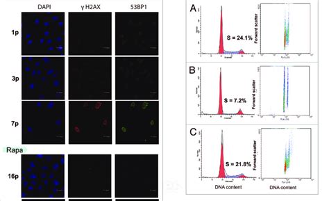 Cell Cycle Distribution And Analysis Of Cell Size By Flow Cytometric Download Scientific