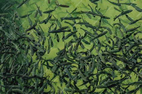 Premium Photo Closeup Of School Of Juvenile Fish In The Freshwater