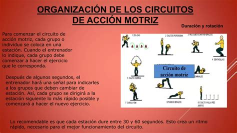 CIRCUITOS DE ACCIÓN MOTRIZ 2DO pptx